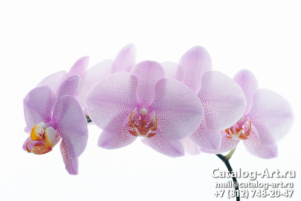 Натяжные потолки с фотопечатью - Розовые орхидеи 32